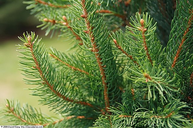 Fastigiated Norway Spruce Picea abies 'Cupressina' | Country Mile Gardens