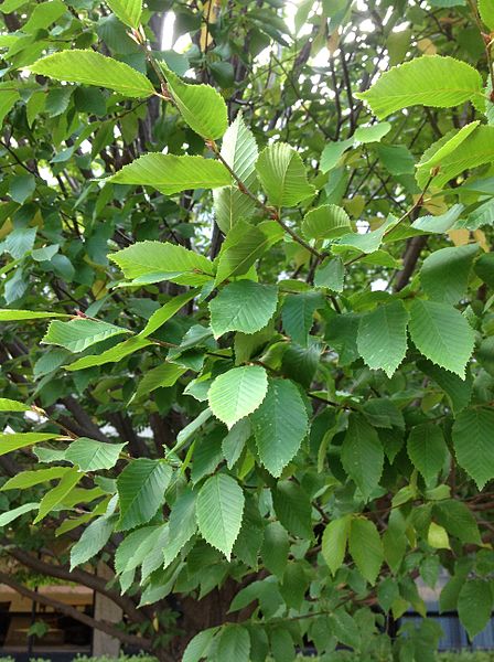 American Hornbeam/Ironwood Carpinus caroliniana | Country Mile Gardens