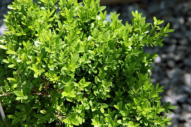 Justin Brouwers Boxwood Buxus sinica var. insularis 'Justin Brouwers ...