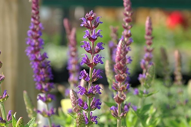 East Friesland Meadow Sage Salvia nemorosa 'East Friesland' | Country ...