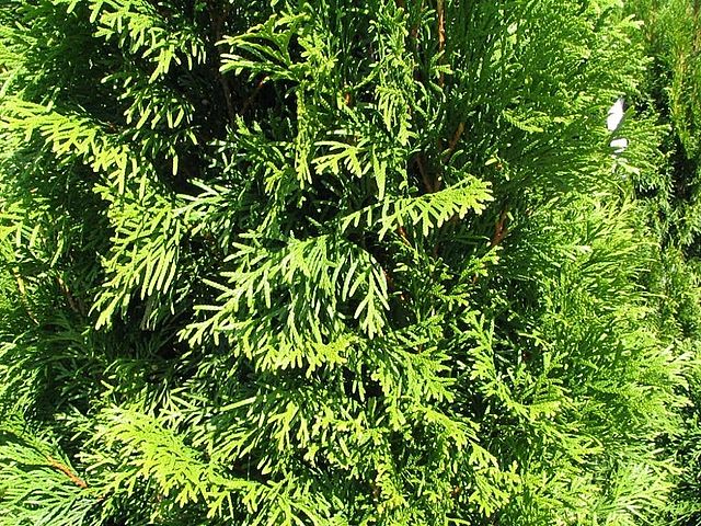 Emerald Green Arborvitae Thuja occidentalis 'Smaragd' | Country Mile ...