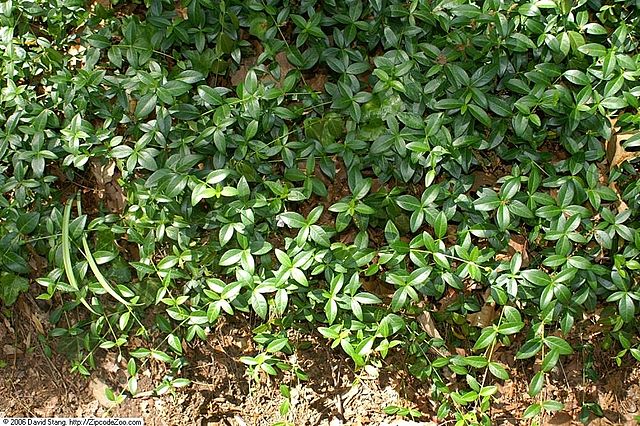 Common Periwinkle Vinca minor | Country Mile Gardens