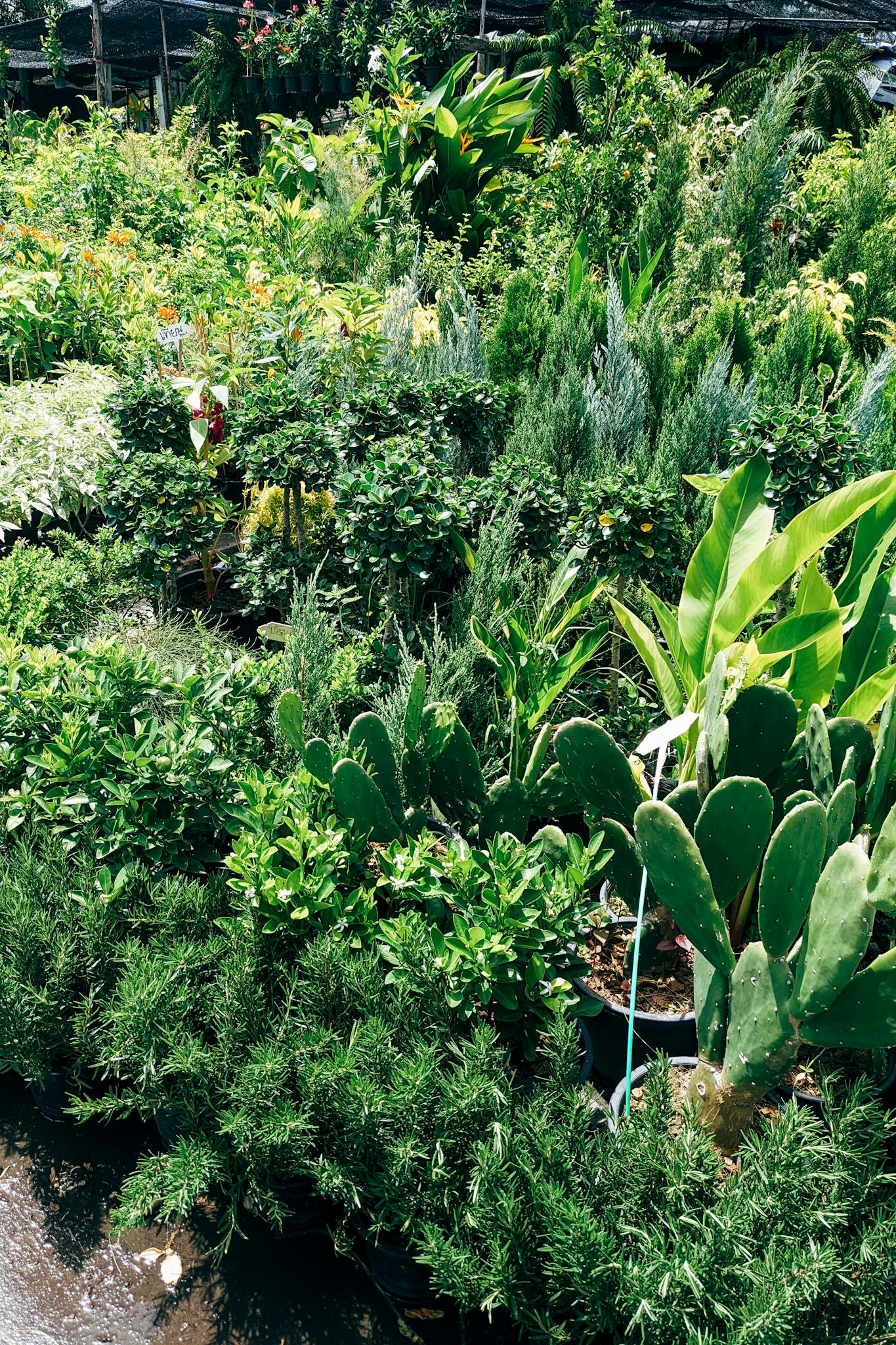 A vibrant garden showcasing a variety of plants and shrubs, perfect for outdoor decoration or garden inspiration.