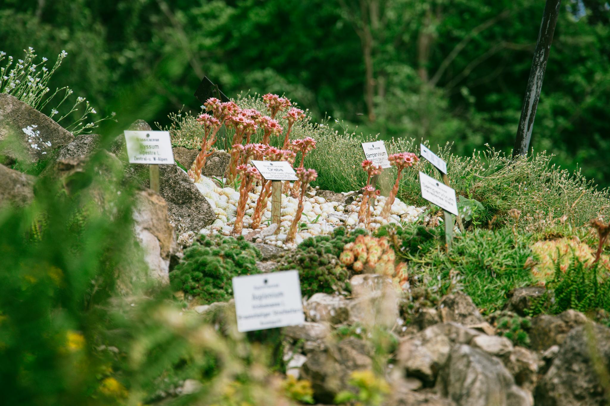 Rock garden featuring flowering succulents and labeled plants, set amidst lush greenery.